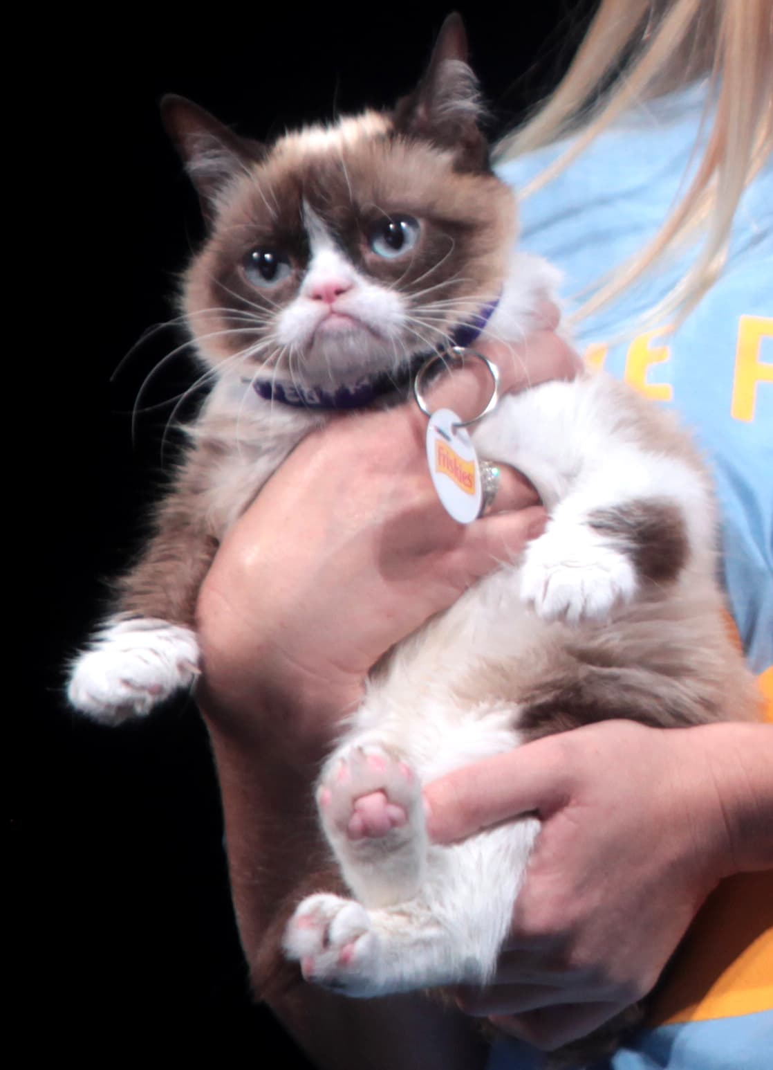 Grumpy Cat disbelief loop